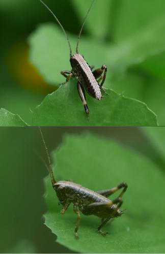 Réf. 254 216 : Pholidoptera griseoaptera
